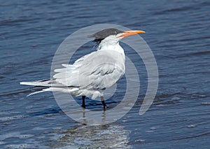 Royal Tern,Thalasseus maximus