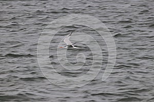 Royal Tern Thalasseus maximus 6