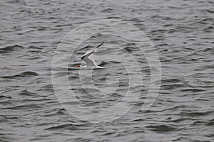 Royal Tern Thalasseus maximus 7
