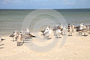 Royal tern Thalasseus maximus amid a flock of laughing gulls