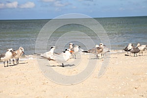 Royal tern Thalasseus maximus amid a flock of laughing gulls