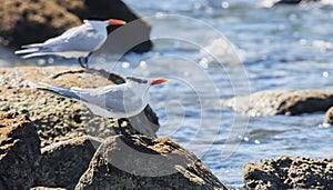 Royal Tern (Thalasseus maximus) on the Beach in Mexico