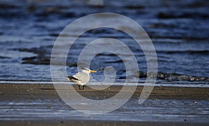 Royal Tern bird on beach, Hilton Head Island