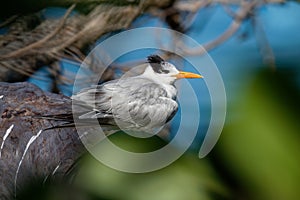 Royal tern - Thalasseus maximus bird in Laridae, subspecies maximus, Atlantic and Pacific coasts of the North and South America,