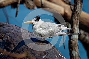 Royal tern - Thalasseus maximus bird in Laridae, subspecies maximus, Atlantic and Pacific coasts of the North and South America,