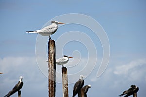 Royal Tern Thalasseus maximus, Costa Rica, Cahuita National Park