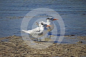 Royal Tern  Thalasseus maximus couple on the shore of the beach