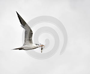 The royal tern Thalasseus maximus flying