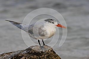 Royal Tern (Thalasseus maximus maximus)