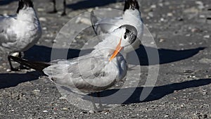 Royal Tern, Thalasseus maximus, preening
