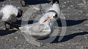 Royal Tern, Thalasseus maximus, relaxing