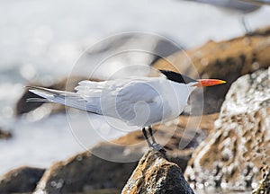 Royal Tern Thalasseus maximus Resting on Rocks on the Ocean