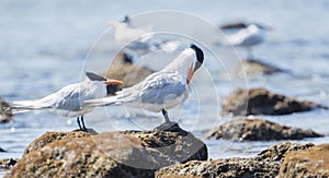 Royal Tern Thalasseus maximus Resting on Rocks on the Shore