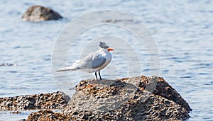 Royal Tern Thalasseus maximus Resting on Rocks on the Shore