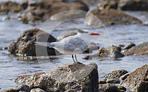 Royal Tern Thalasseus maximus Resting on Rocks on the Shore