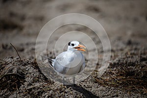 The royal tern Thalasseus maximus in it`s winter plumage