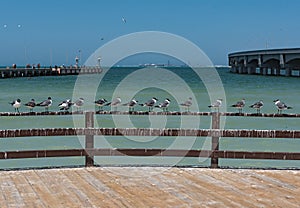 Royal tern Thalasseus maximus at the seaside promenade of progreso, yucatan, mexico photo