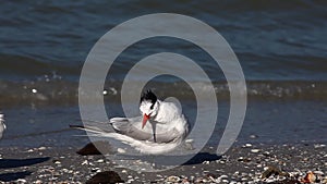 Royal Tern, Thalasseus maximus, on the shore
