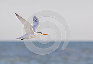 Royal Tern Wingspan, In Flight