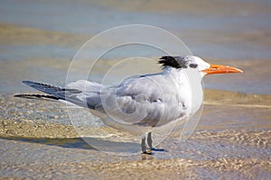 Royal Tern on a winter beach