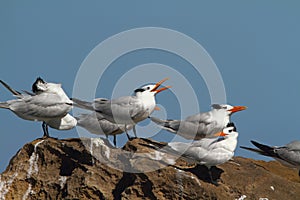 Royal terns photo
