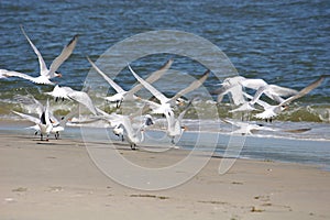 Royal Terns