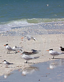 Royal Terns at Barefoot Beach