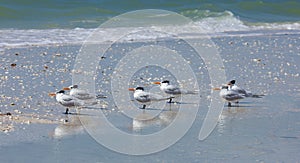 Royal Terns at Barefoot Beach