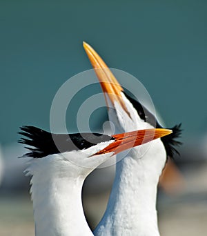 Royal terns displaying mating behaviors. photo