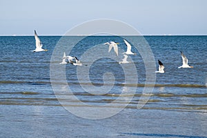 Royal Terns and Laughing Gulls in Flight
