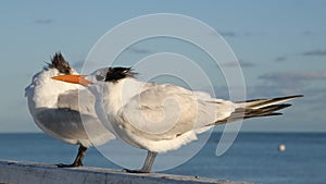 The royal terns. Scientific name: Thalasseus maximus, Sterna maxima. Winter plumage.