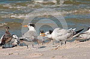 Royal Terns seagulls
