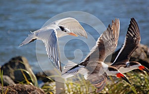 Royal Terns and Skimmers photo