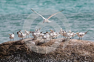 Royal Terns standing on rock. One bird attempting to land.