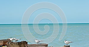 Royal terns standing on wood pilings at tropical beach