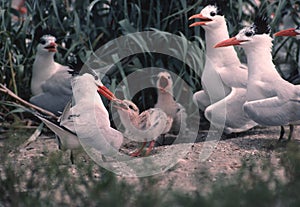 Royal terns (sterna maxima)