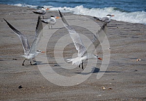 Royal Terns taking flight from the beach