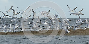 Royal terns taking flight photo