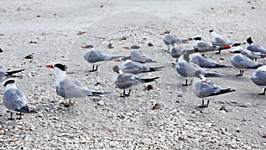 Royal Terns, Thalasseus maximus, on the beach