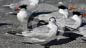 Royal Terns, Thalasseus maximus, on the shore