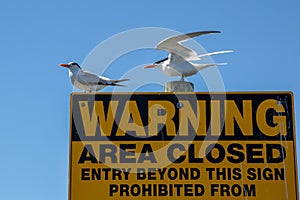 Royal Terns on a Warning Sign