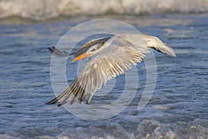 Royal Turn Flying By The Ocean Surf