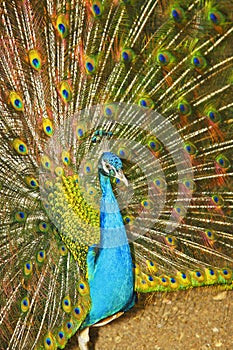 Royal turquoise peacock