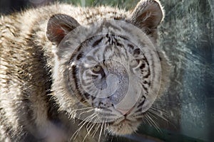 Royal White Bengal Tiger Cub Face Shot