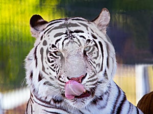 Royal White Bengal Tiger Licking Nose with Tongue