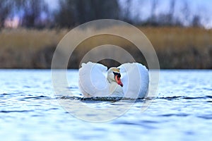 Royal white bird floating along the lake