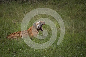 Royal yawn of a royal mammal in the wild