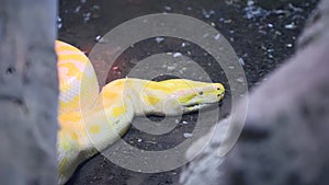 Royal Yellow python head lying open-eyed in the terrarium at the zoo.