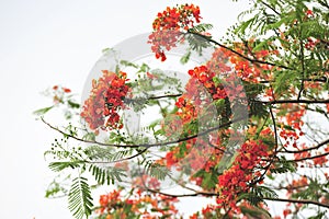 Royalpoinciana in selective focus point