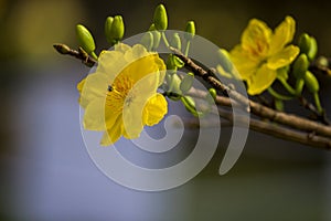 Royalty high quality free stock image of Ochna flower. Ochna is symbol of Vietnamese traditional lunar New Year together with peac